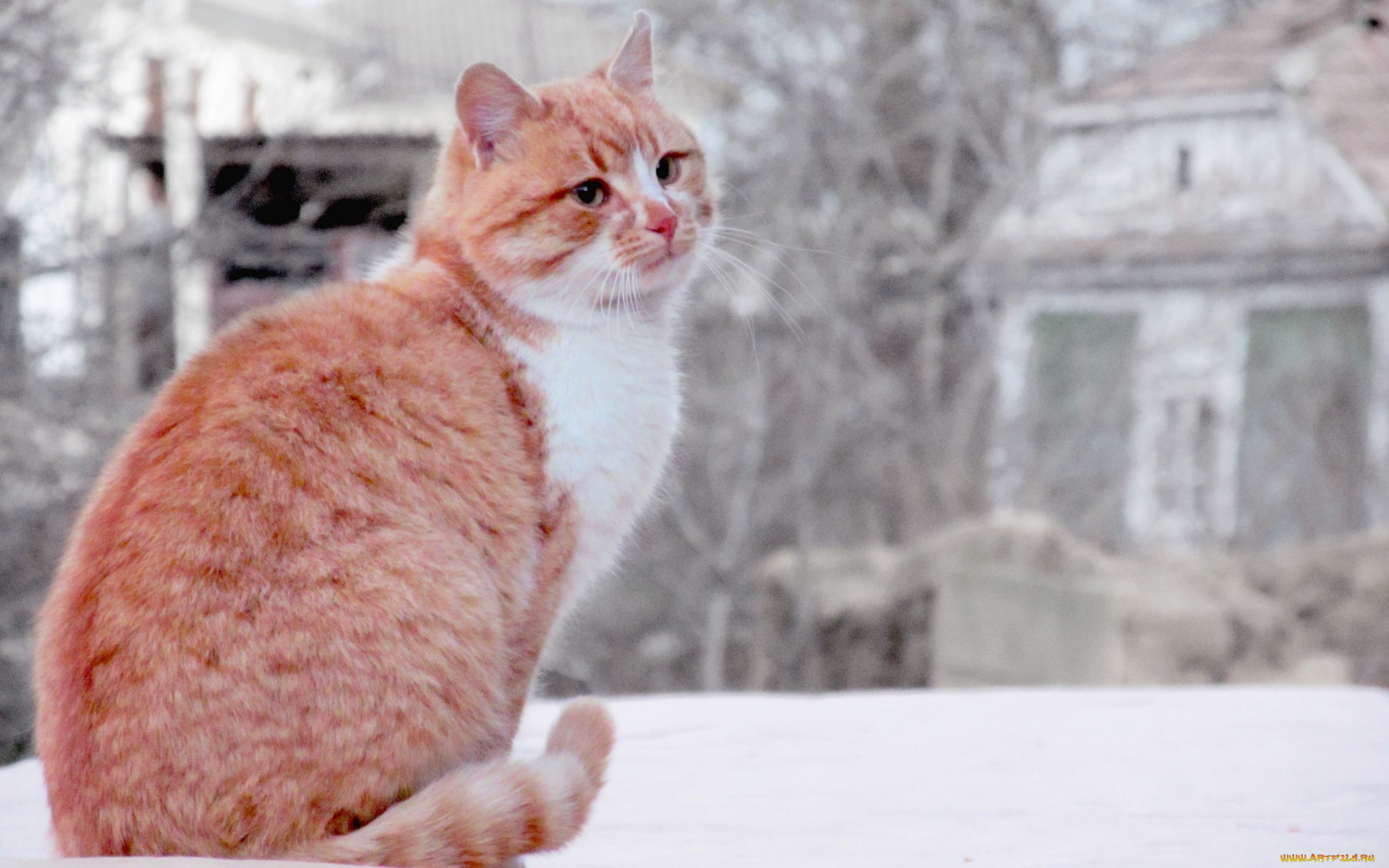 , , , , , , cat